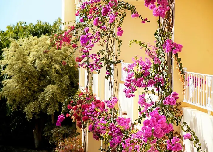 R2 Buganvilla & מורו דל חאבלה